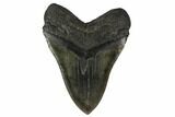 Fossil Megalodon Tooth - Massive Tooth #131203-2